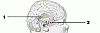      : gipep.gif : 2159 :	13.0  ID:	2888